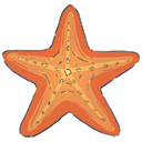 shark_starfish