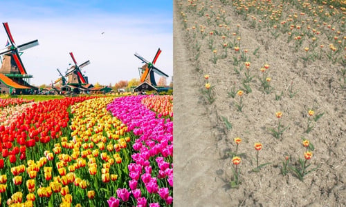 Keukenhof galmijt challenge thumbnail