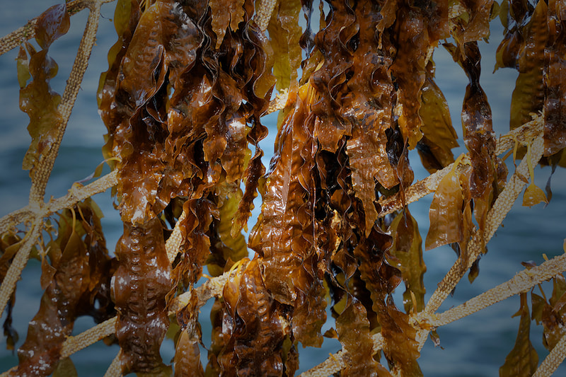 Seaweed
