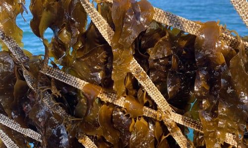 Seaweed