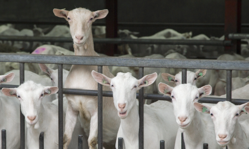 RoyalGD_diergezondheid_innovatie_challenge_spotlight