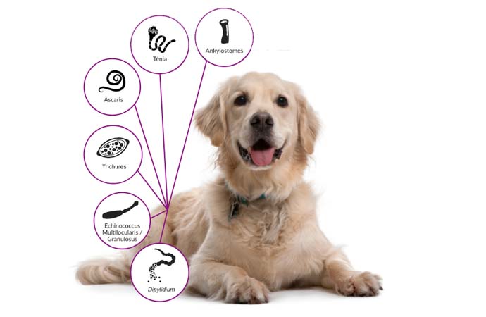 Drontal Chien XL -Vermifuge pour Chien - Produits-veto.com