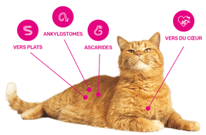 Milbemax Tab Chat Desparasitante Gusanos redondos y planos