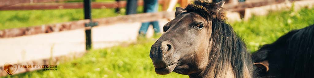 202112 - Crosta de lama ou dermatofilose - Fala sério - Cavalo - Produtos-veto.com