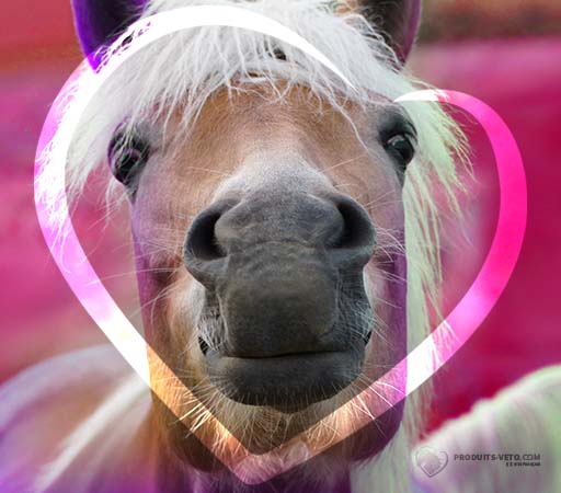 202112 - Crosta de lama ou dermatofilose - Tu me plai'e's - Cavalo - Produtos-veto.com