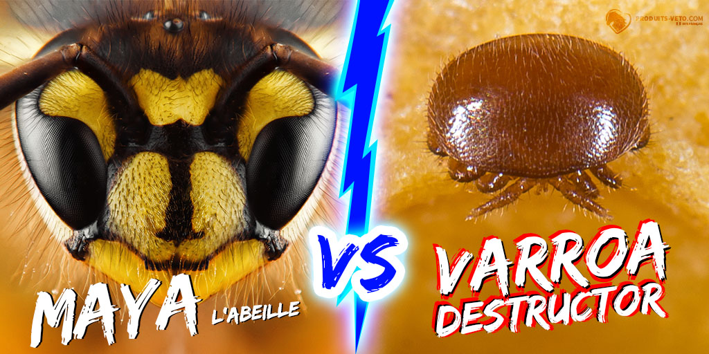 Article -Varroa - Abeilles Vs Varroa destructor - Produits-veto.com