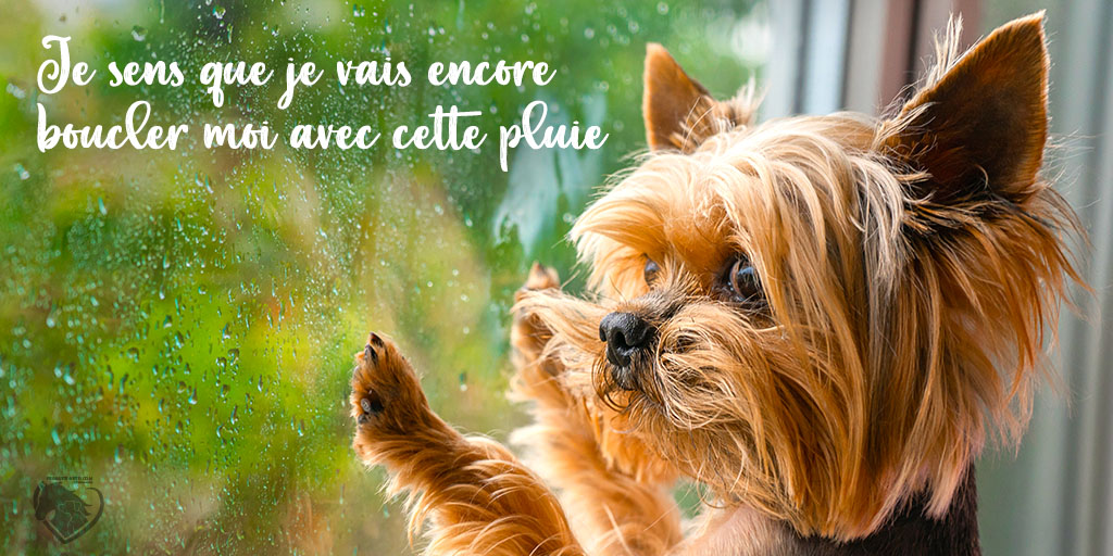 Article : La vieillesse du chat et du chien - Pelage du chat et du chien - Produits-veto.com
