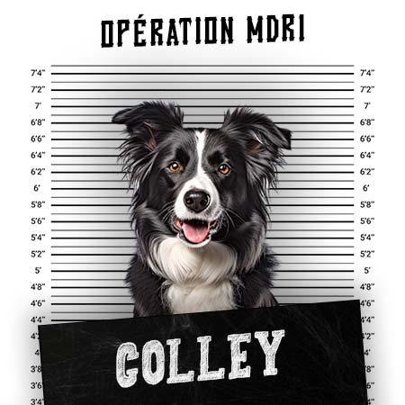 Article MDR1 Chien - Race Colley - Produits-veto.com