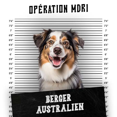 Article MDR1 Chien - Race Berger Australien - Produits-veto.com