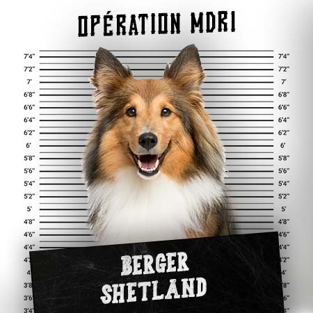 Article MDR1 Chien - Race Berger Shetland - Produits-veto.com