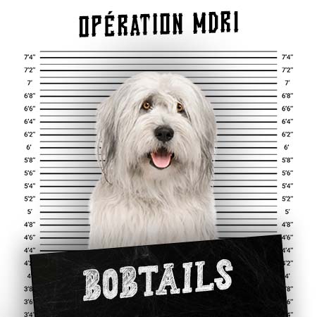 Article MDR1 Chien - Race Bobtails - Produits-veto.com