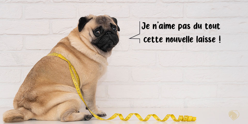 202311 - Obésité animale - Chien est obèse - Produits-veto.com