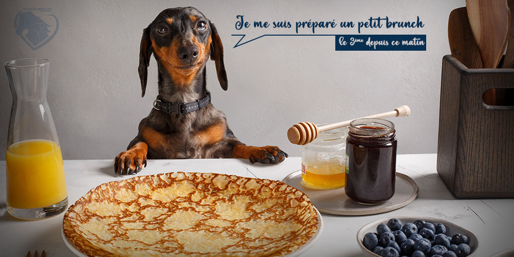 202311 - Obésité animale - Chien gourmand - Produits-veto.com