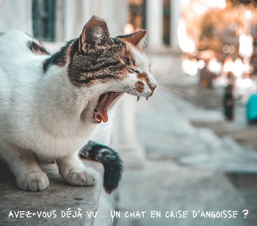 Stress et anxiété chez le chien et le chat dans la rue en train de crier et d'extérioriser son stress