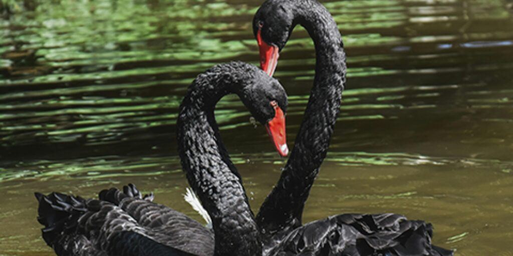 Couple de Cygnes dans l'eau