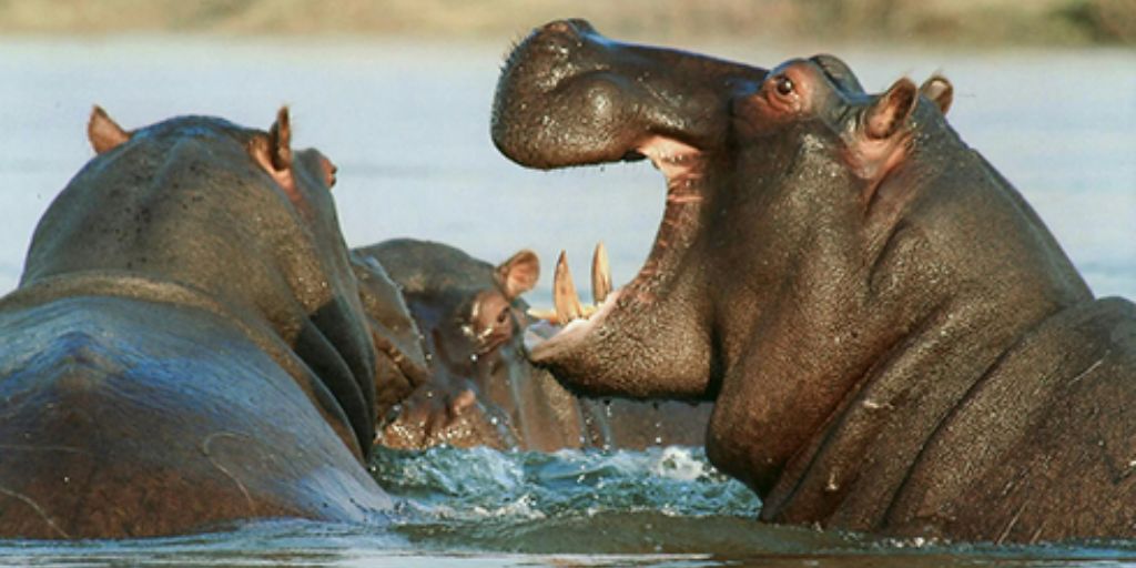 Couple d'hippopotame dans l'eau