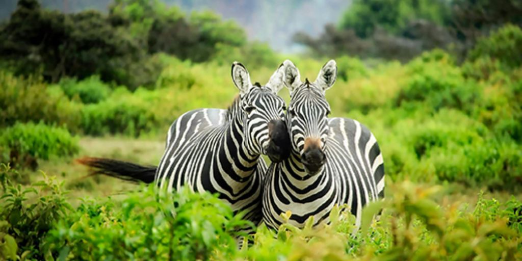 Couple zèbre en pleine savane