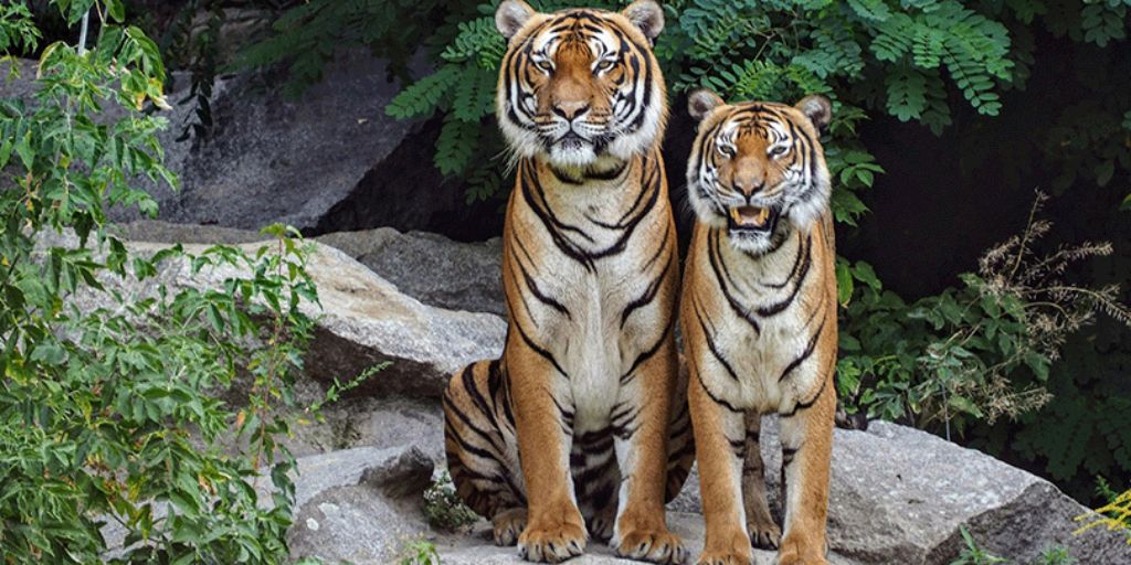 Couple de tigre