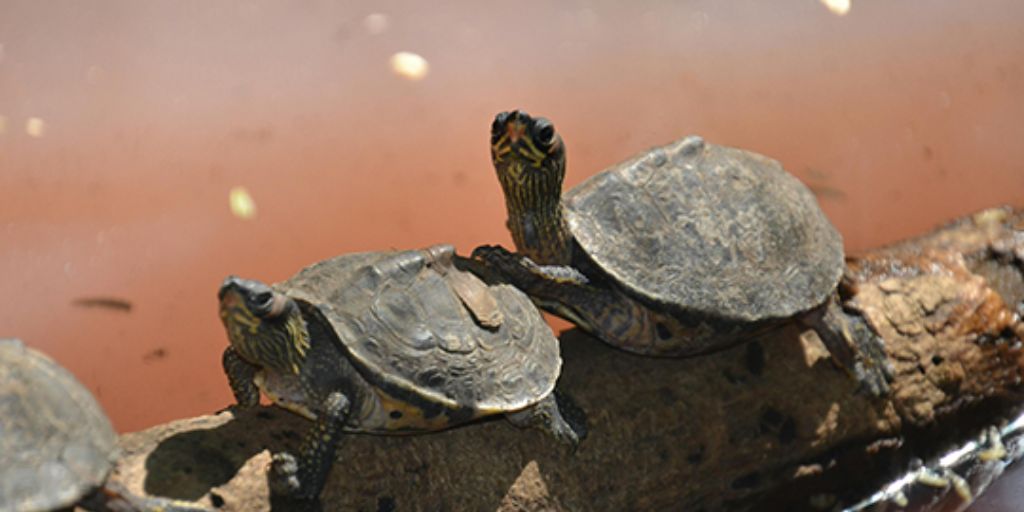 Accouplement de tortue en pleine copulation