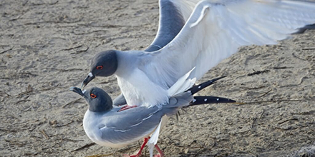 Couple de mouette en train de se reproduire