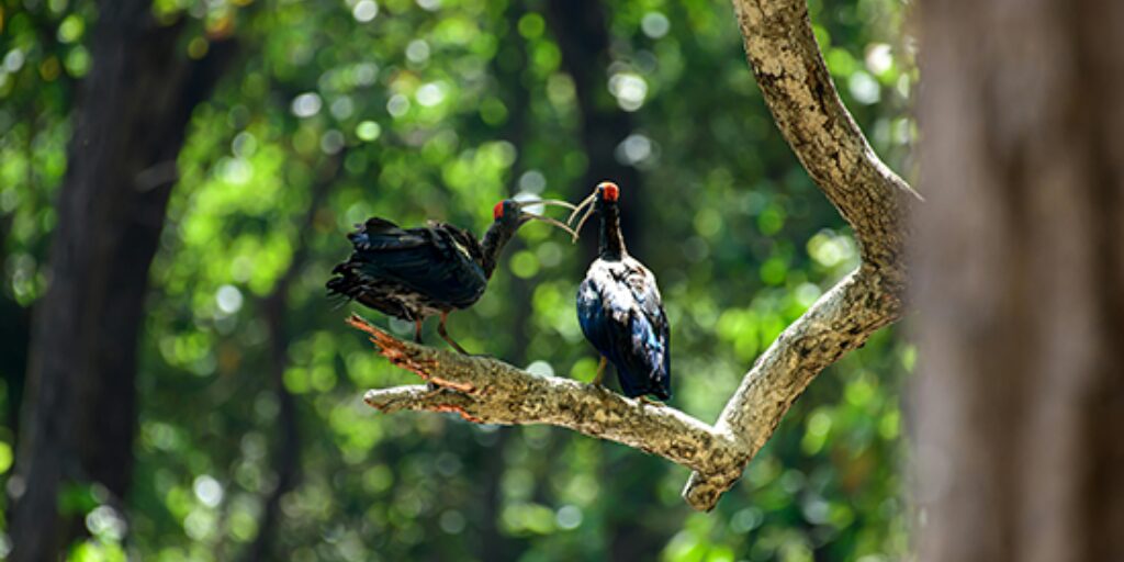Couples d'oiseaux sur un arbre perché