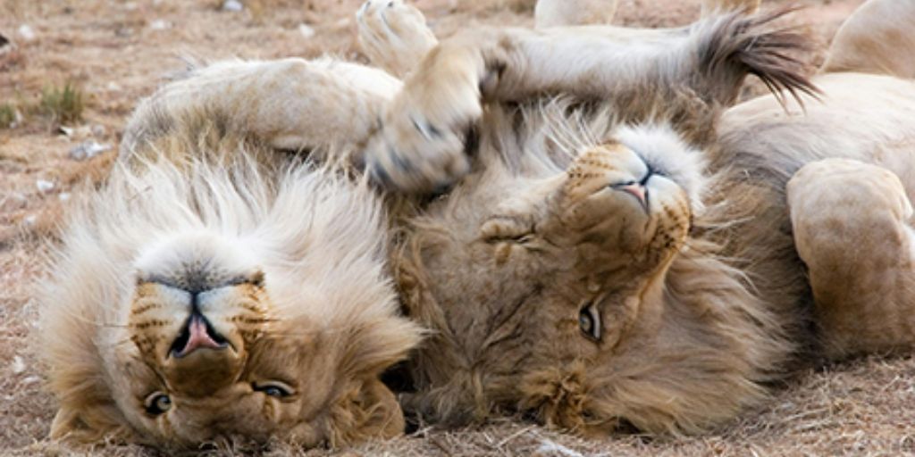 Couple de lions