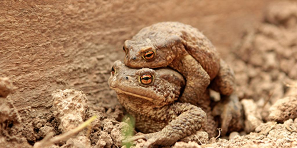 Couple de grenouilles amphibien
