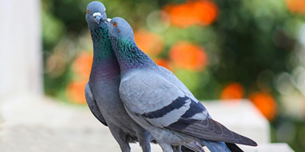 Couple de pigeon