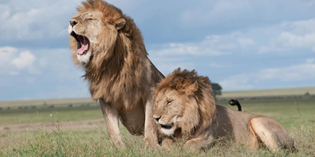 Couple de lions