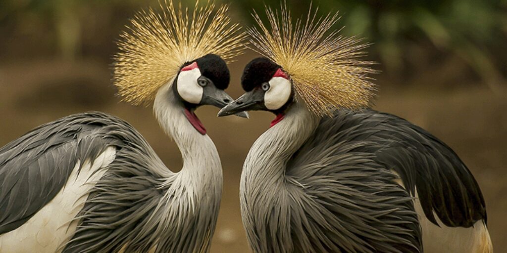 Couple de pan au sol