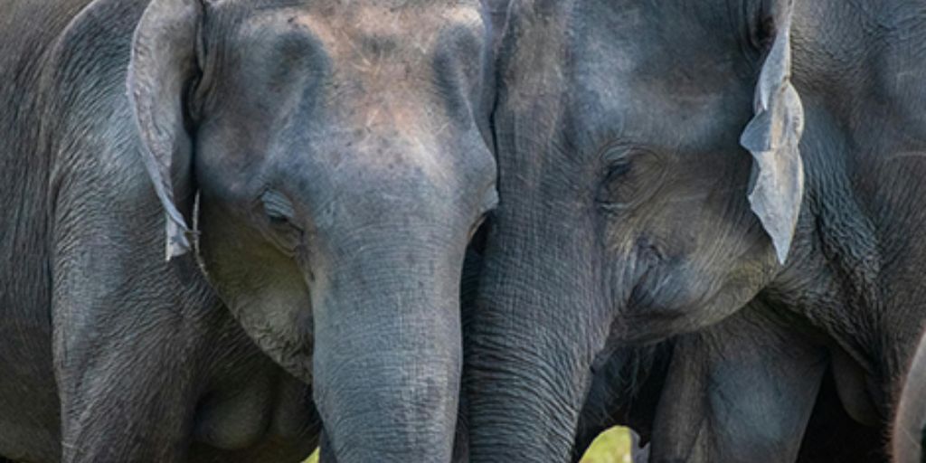 Couple d'éléphant