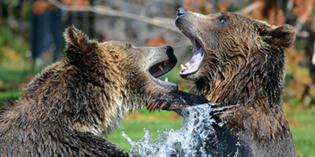 Couple d'ours