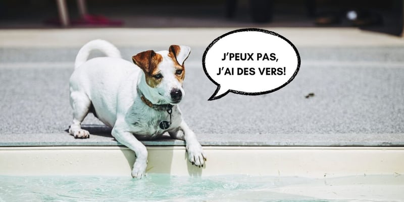 Imagem principal da matéria sobre vermífugo para cães.