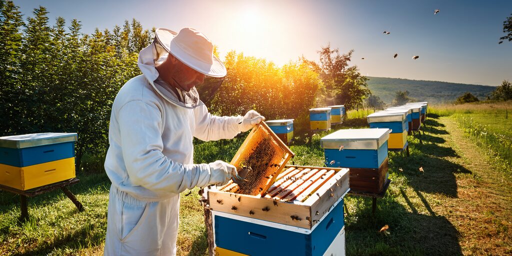 Image secondaire de l'article Comment protéger les abeilles du varroa ? avec un apiculteur regardant ses ruches. Protection des abeilles