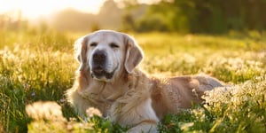 Image principale de l'article Comment soulager naturellement les douleurs articulaires chez les animaux chez le chien, le chat et le cheval