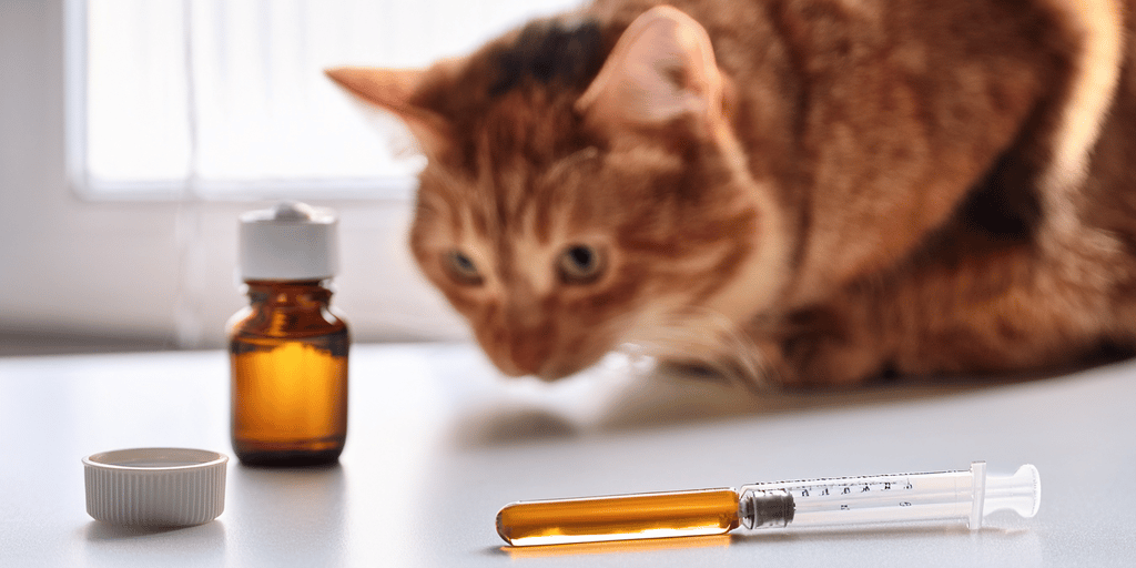 Imagem principal do artigo Qual é o vermífugo mais eficaz para um gato? sobre vermifugação de gatos.