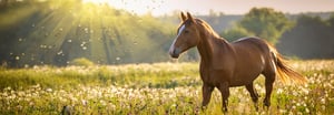 Image principale de l'article Parasites externes du cheval : comment les reconnaître, les prévenir et les traiter