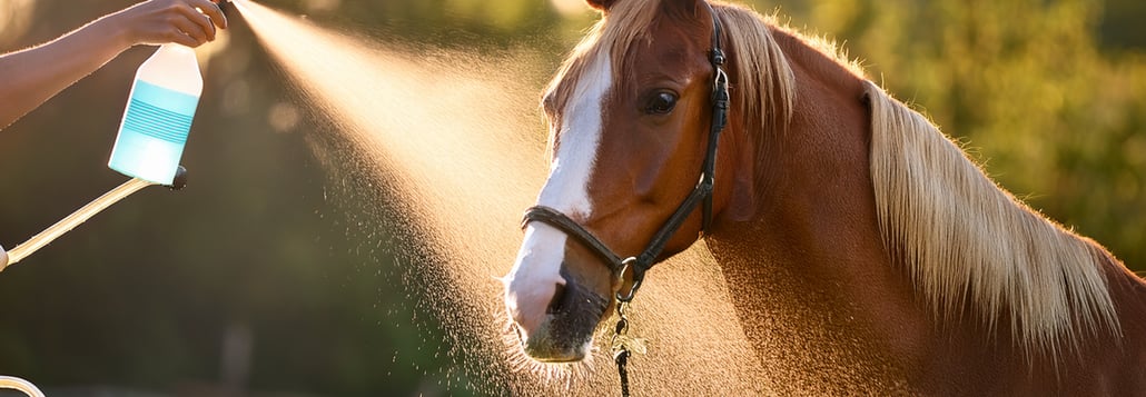 Image secondaire de l'article Parasites externes du cheval : comment les reconnaître, les prévenir et les traiter