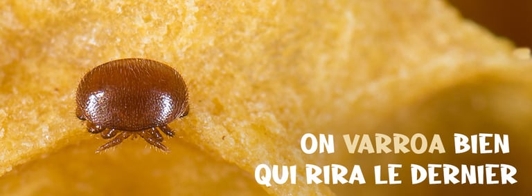 Bandeau Catégorie Abeilles - On varroa bien - Produits-veto.com