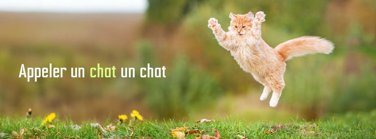 Bandeau Catégorie Chat et chaton - Appeler un chat un chat - Produits-veto.com