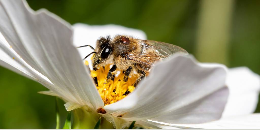 Abeilles _ prévention _ hiver _ produits-veto
