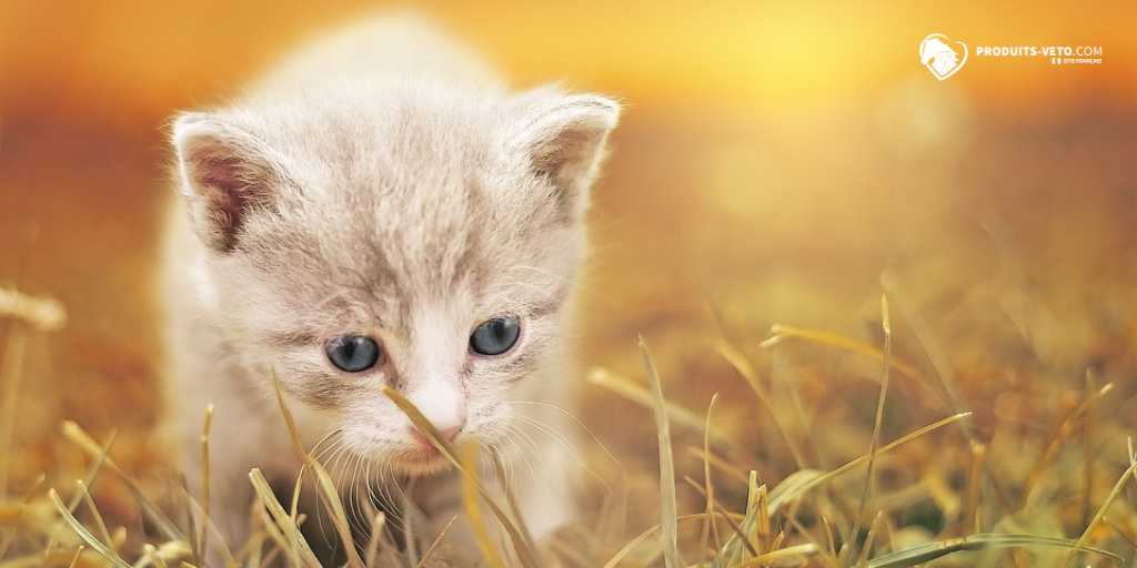 Chaton - Périodes critiques - alimentation et immunité - Produits-veto.com