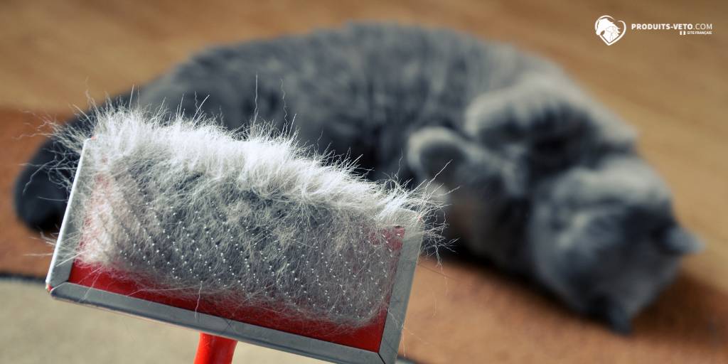 gato _ escova _ inverno _ cabelo _ produtos veterinários