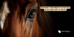 article_fonction_musculaire_cheval_produits-veto