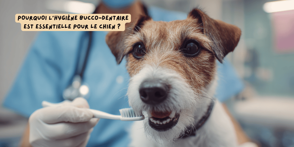 Bucco-dentaire_hygiène_chien_novembre_2025_produits-veto