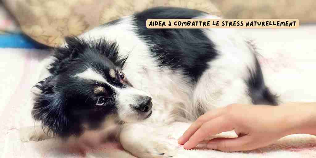 artigo_sobre_estresse_em_cães_novembro_de_2025