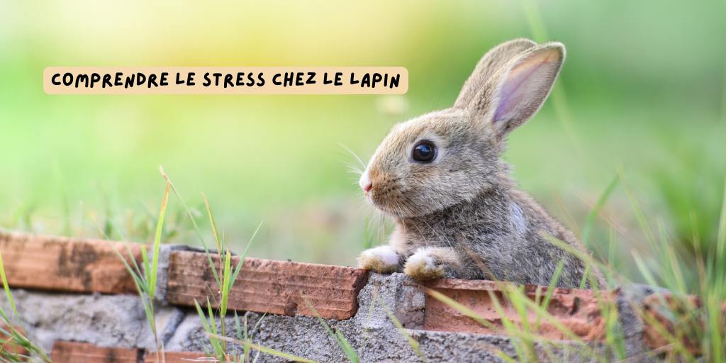 Stress_chez_le_lapin_produits-veto