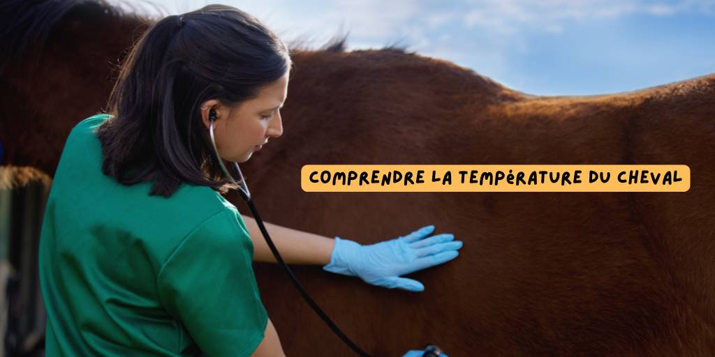 cheval_température_auscultation_dec_2025