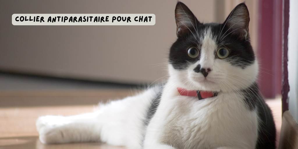 Collier_antiparasitaire_efficace_chat_2026_produits-veto