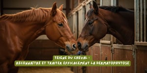 Teigne_du_cheval_article_janvier_2026